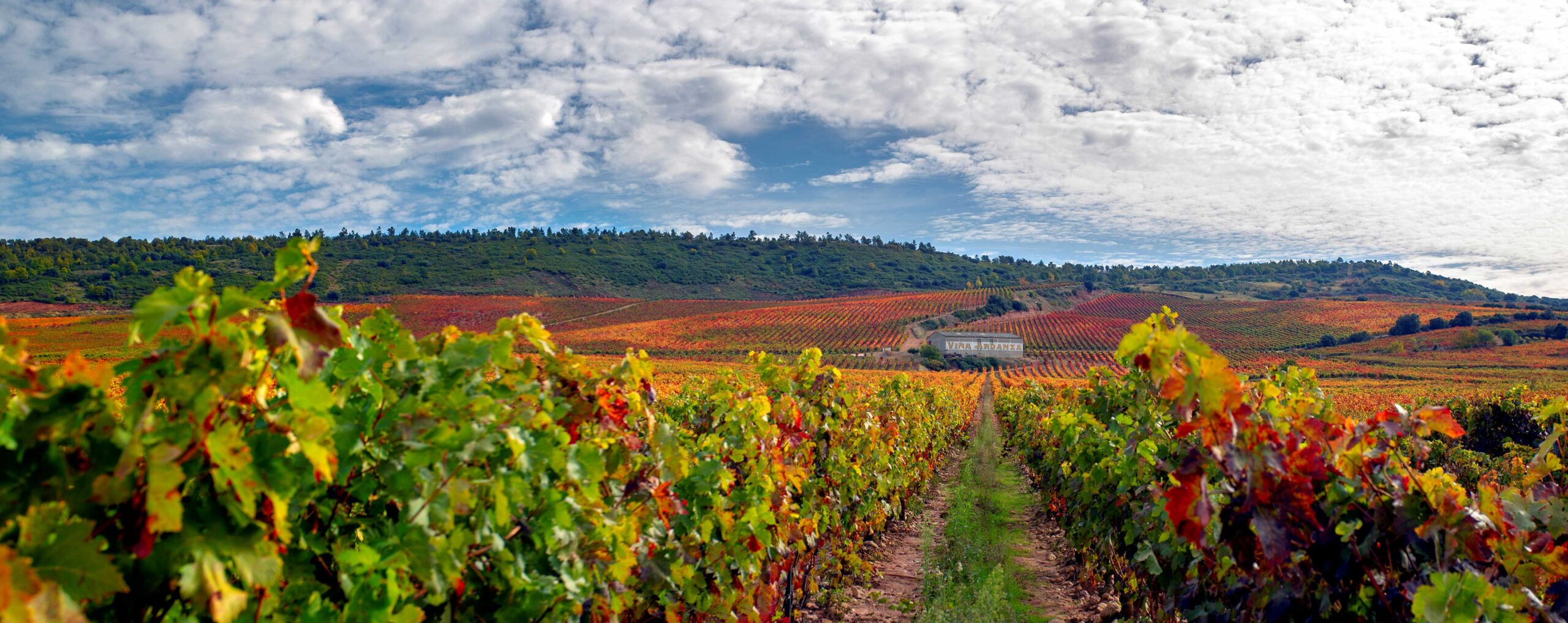 Vina Ardanza rid